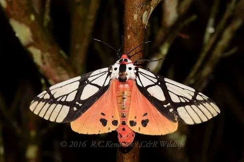 Underwing, Tiger, Tussock, and Allied Moths - photo 2