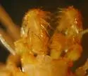 Erebomaster acanthinus