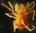 Erebomaster acanthinus - photo 3