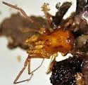 Erebomaster acanthinus - photo 4