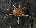 Erebomaster acanthinus - photo 5