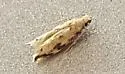 Erechthias zebrina - Hodges#0303