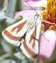 Chemsak's Desert Moth - Hodges#4815 - photo 2