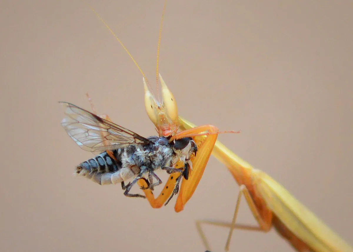 Eremiaphilidae - photo 3