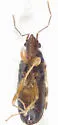 Ereminellus arizonensis - Ereminellus arizonensis