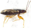 Ereminellus arizonensis - photo 2