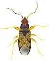 Ereminellus arizonensis - photo 3