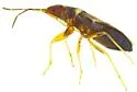Ereminellus arizonensis - photo 4
