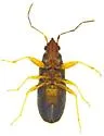 Ereminellus arizonensis - photo 5
