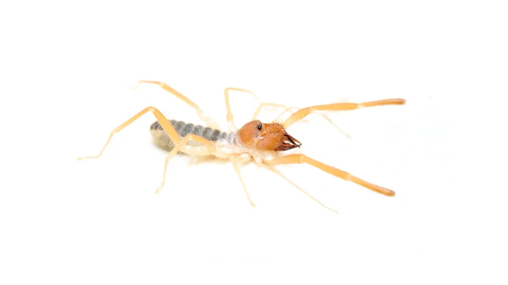 Eremobates angustus - photo 2