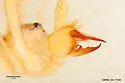 Eremobates corpink - photo 5