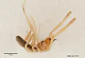Eremobates icenogelei