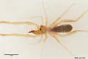 Eremobates icenogelei - photo 2