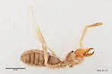 Eremobates icenogelei - photo 4