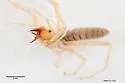Eremobates inkopansis