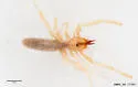 Eremobates inkopansis - photo 2