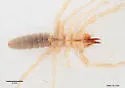 Eremobates inkopansis - photo 3