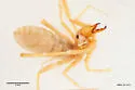 Eremobates inkopansis - photo 4