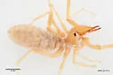 Eremobates inkopansis - photo 5