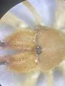 Eremobates nodularis