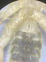 Eremobates nodularis - photo 2