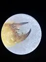 Eremobates nodularis - photo 3