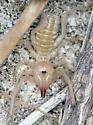 Eremobates pallidus