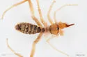 Eremobates palpisetulosus