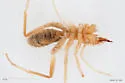 Eremobates palpisetulosus - photo 2
