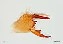 Eremobates palpisetulosus - photo 3