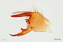 Eremobates palpisetulosus - photo 4
