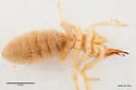 Eremobates polhemusi - photo 3