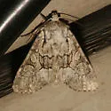 Dark-winged Quaker - Hodges#9396 - photo 3