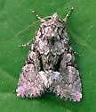 Eremobina leucoscelis - Hodges#9398