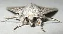 Eremobina unicincta - Hodges#9399