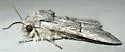 Eremobina unicincta - Hodges#9399 - photo 3