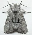 Eremobina unicincta - Hodges#9399 - photo 4