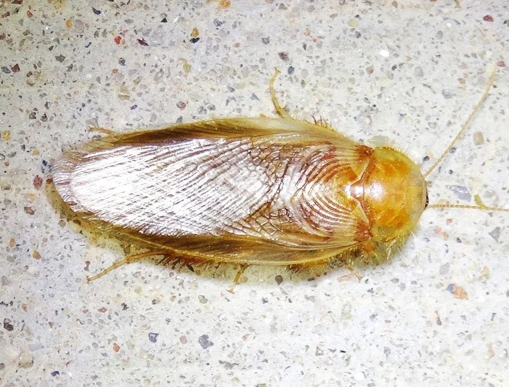 Eremoblatta subdiaphana
