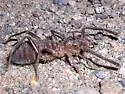 Eremochelis bilobatus