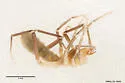 Eremochelis oregonensis