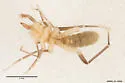 Eremochelis oregonensis - photo 3