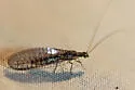 Eremochrysa fraterna