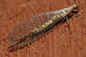 Eremochrysa fraterna - photo 2