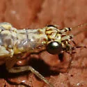 Eremochrysa fraterna - photo 3
