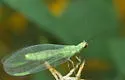 Eremochrysa minora