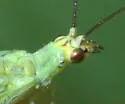 Eremochrysa minora - photo 2