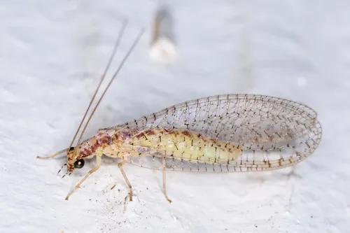 Eremochrysa punctinervis