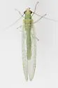 Eremochrysa sabulosa
