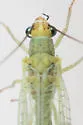 Eremochrysa sabulosa - photo 2