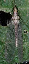 Eremochrysa tibialis